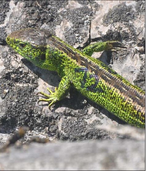 Großkrotzenburg, Deponie Eisert - Naturschutzrechtliche Ausgleichsmaßnahmen Großkrotzenburg, Deponie Eisert - Naturschutzrechtliche Ausgleichsmaßnahmen